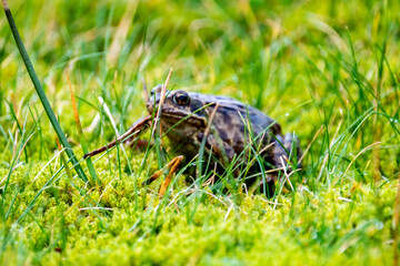 A common frog, Rana temporaria, hiding between the green gras and moss in Ireland
