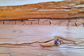 Dry wood texture. Background. A damaged tree by insects.