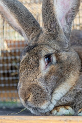 Big gray rabbit breed vander in a cage close up. Breeding rabbits on the farm