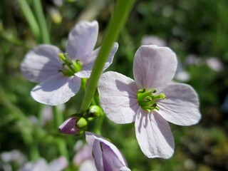 Fototapeta premium Cardamine des prés (Cardamine pratensis). Extérieur lumineux