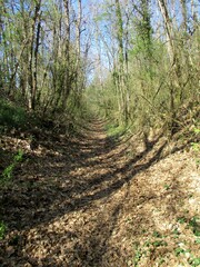 Forest path in spring, ground level perspective