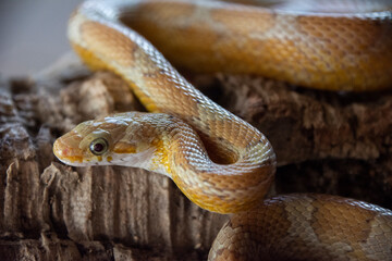 Corn snake amber diffused on branch