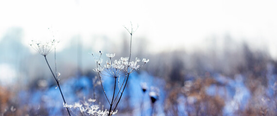 Frost-covered stalks of dried plants in the meadow in winter on a blurred background, winter...