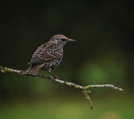 Starling bird on a branch