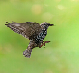 flying starling