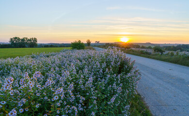 Fototapeta na wymiar looking along a verge of tall blooming White asters (Symphyotrichum, Michaelmas daisy) toward a golden sunset 