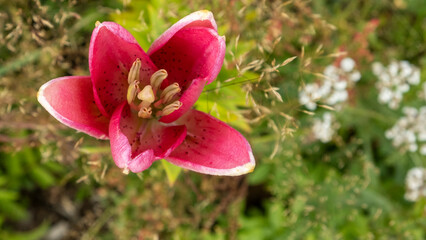 lily flower