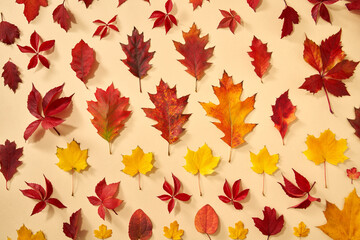 Autumn background with colorful leaves, top view