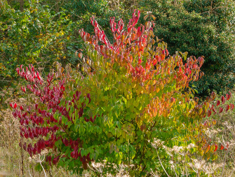 A common dogwood tree (Cornus sanguinea) in full autumnal glory with green, yellow, gold, russet and red leaves 