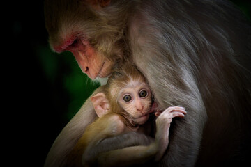 Portrait of a  cute and adorable Baby Rhesus Monkey in her mother arms Drinking Mother's milk  and...