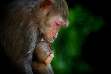 Mother Monkey portrait in wildlife sitting under the tree cuddled her baby monkey in tropical forest, 
 The Rhesus macaque monkey are familiar brown primates or apes with red faces and rears