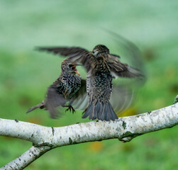 Fighting starling birds 