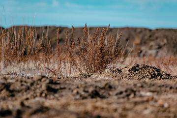 grass in the steppe