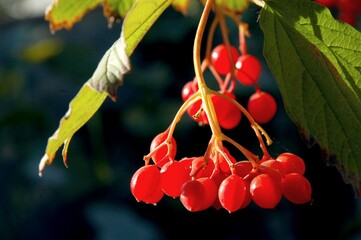 red berries of a cherry