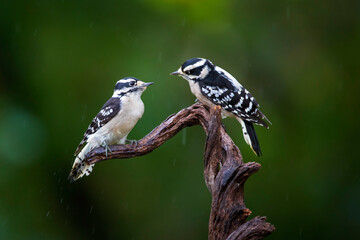 twin downy woodpeckers