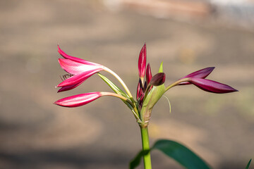 Lily, beautiful pink lilies in the morning sun in spring in Brazil, selective focus.