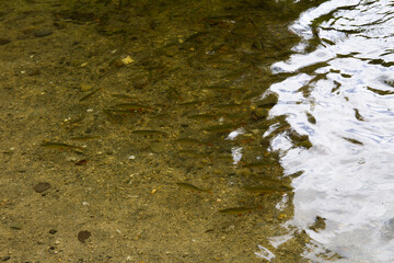 Fish farm in Hungary