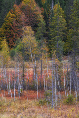 Obraz premium Fall colors in autumn at lake geroldsee. Silver birch trees in swamp area with yellow color