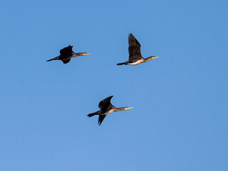 Great cormorant (Phalacrocorax carbo). Three birds in flight.