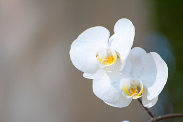 Naklejka na ściany i meble Orquidea, a beautiful white orchid in a park in Brazil, selective focus.