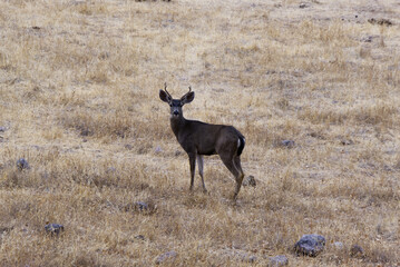 Young Buck