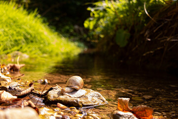 Snail on a pebble by the water in summer