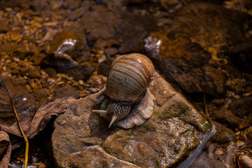 Photo of a snail on a pebble in summer