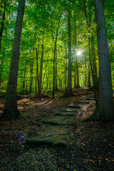 Path in forest with sunlight