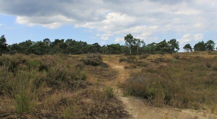 a panoramic purple heath landscape 'Kalmthoutse Heide in Belgium in summer 