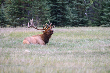 A large bull elk laying down bugling in a field
 - Powered by Adobe
