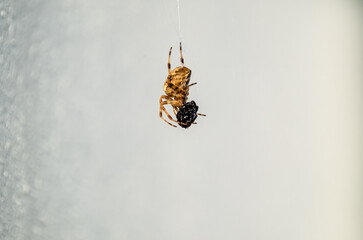 Cross Orb weaver spider eating prey in Ireland - View from the underside