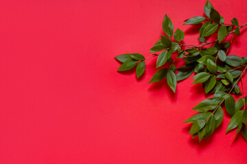 green leaves on red background. flat lay, overhead view. Banner