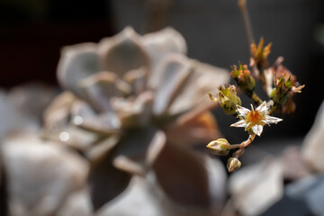 Close-up of a very small succulent flower. Selective focus.