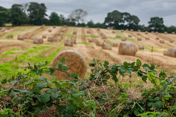 Bramble hedge on the background of the Autumn Harvest field with straw bales. Landscape, selective...