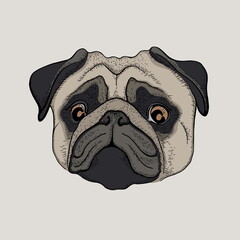cute pug 1