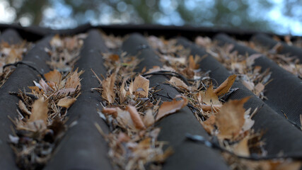 leaves on the roof