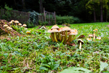 Wild mushrooms in the woods