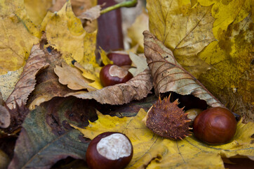 chestnut's autumn