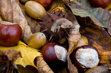autumn chestnut's