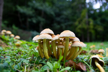 Wild mushrooms in the woods