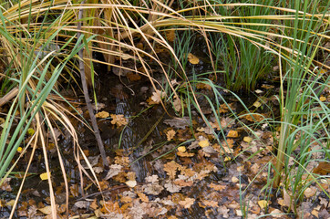 grass and a water