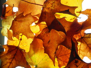 Fall Leaves in Studio Lighting