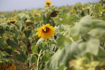 Sunflowers in the field against the sky.