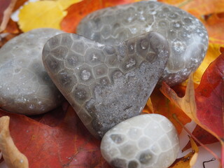 Fall Leaves with Heart Shaped Petoskey Stones in Studio Lighting