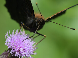 Aglais io. Butterfly on thistle flower