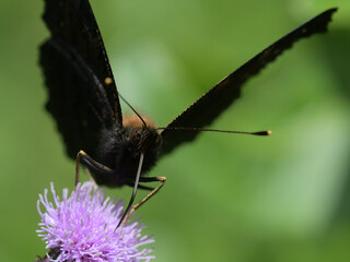 Aglais io. Butterfly on thistle flower
