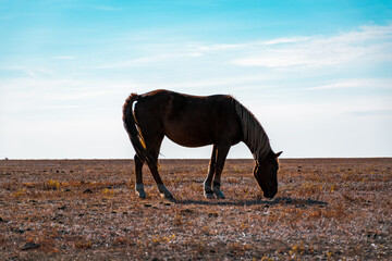 horse in the field