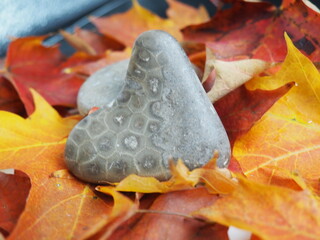 Fall Leaves with Heart Shaped Petoskey Stones in Studio Lighting
