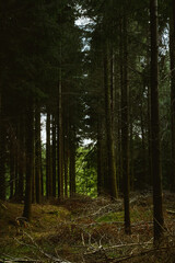 Vertical wide angle pine tree forest, very tall and old trees in moody woodland, british forests uk.