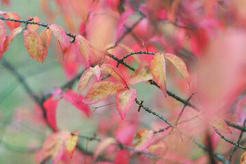 Background with autumn colorful leaves.
